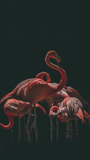 Обои 640x1136 фламинго, птица, черный фон