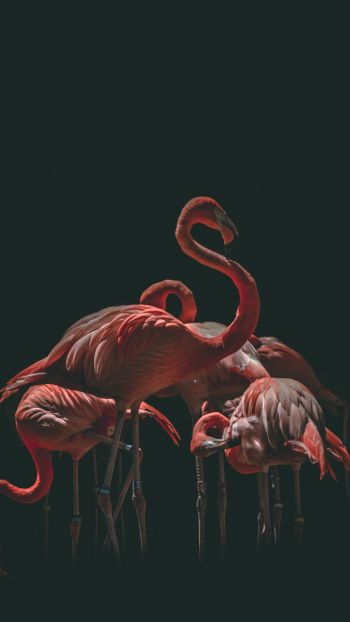 Обои 1080x1920 фламинго, птица, черный фон