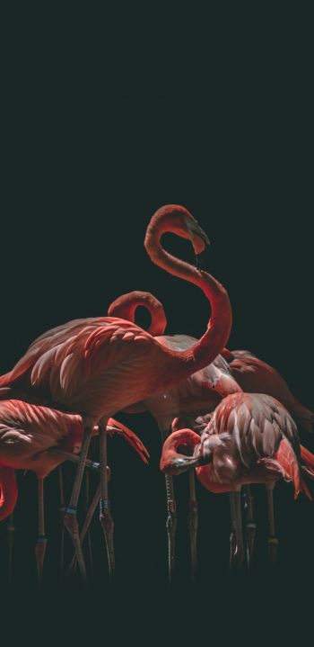 flamingo, bird, black background Wallpaper 1440x2960