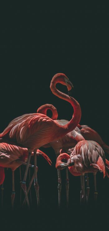 flamingo, bird, black background Wallpaper 1440x3040