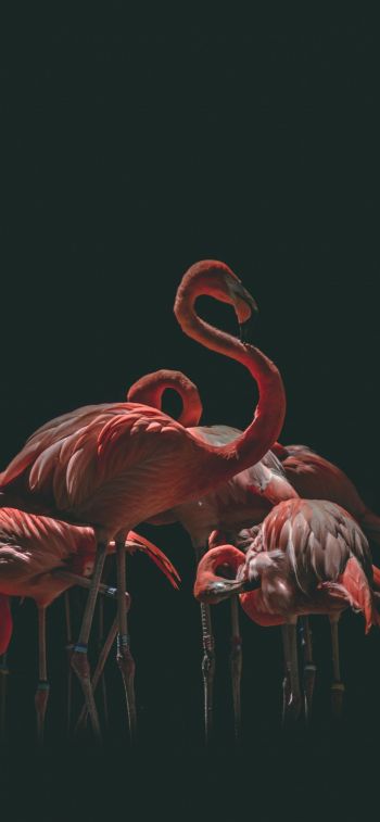 flamingo, bird, black background Wallpaper 1284x2778