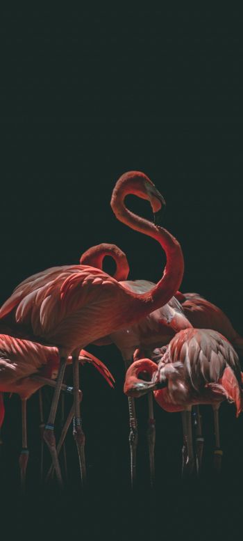 flamingo, bird, black background Wallpaper 720x1600