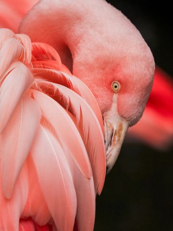 flamingo, pink Wallpaper 1668x2224