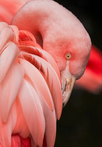 flamingo, pink Wallpaper 1640x2360