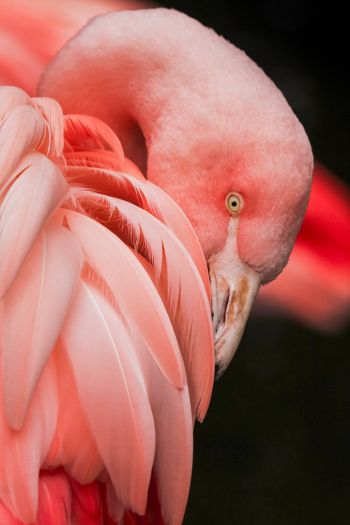 Обои 640x960 фламинго, розовый