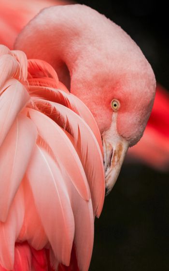 Обои 1600x2560 фламинго, розовый