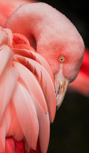 Обои 600x1024 фламинго, розовый
