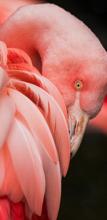 flamingo, pink Wallpaper 1080x2220