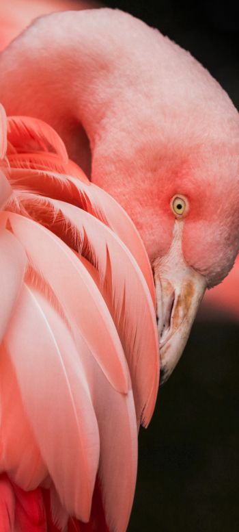 flamingo, pink Wallpaper 1440x3200