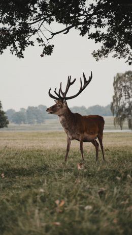 deer, wildlife Wallpaper 640x1136