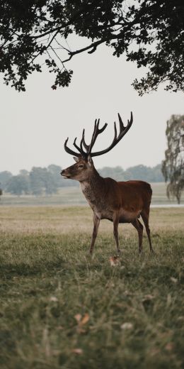 deer, wildlife Wallpaper 720x1440