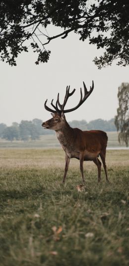 deer, wildlife Wallpaper 1080x2220