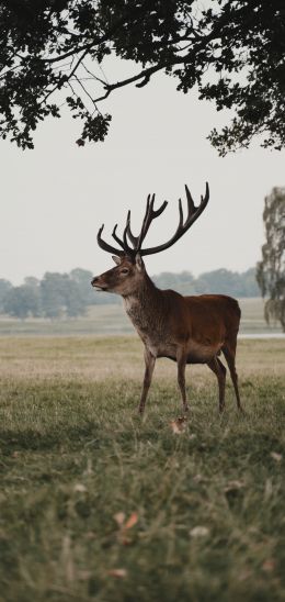 deer, wildlife Wallpaper 1440x3040