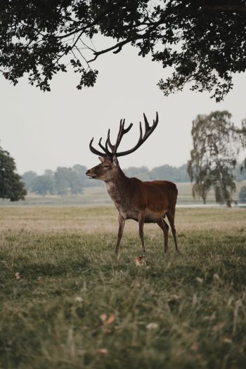 deer, wildlife Wallpaper 640x960