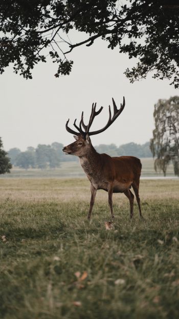 deer, wildlife Wallpaper 1440x2560