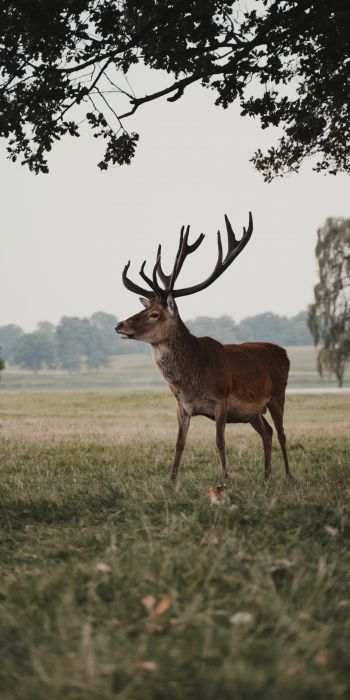 deer, wildlife Wallpaper 720x1440