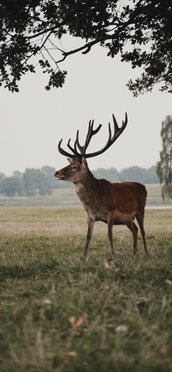 deer, wildlife Wallpaper 1242x2688