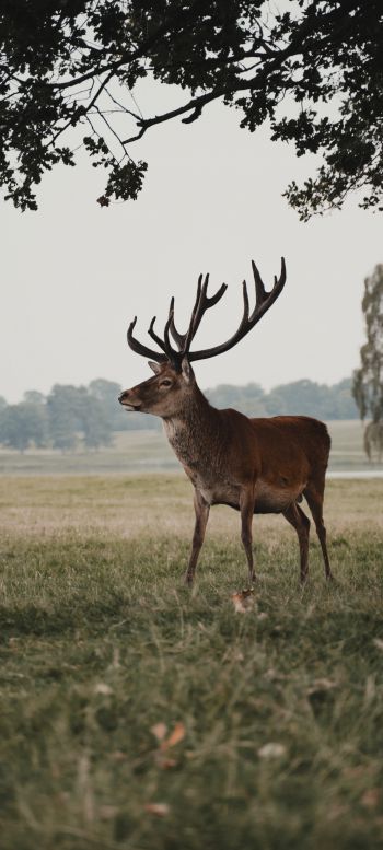 deer, wildlife Wallpaper 720x1600