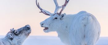 reindeer, white Wallpaper 3440x1440