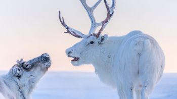 reindeer, white Wallpaper 1600x900