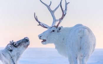 reindeer, white Wallpaper 1920x1200