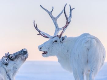 reindeer, white Wallpaper 800x600