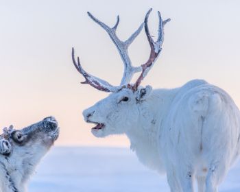 reindeer, white Wallpaper 1280x1024