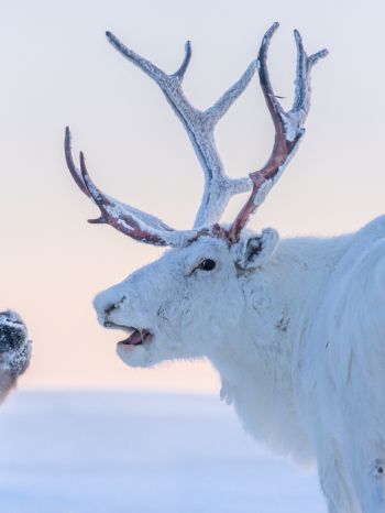 reindeer, white Wallpaper 1620x2160