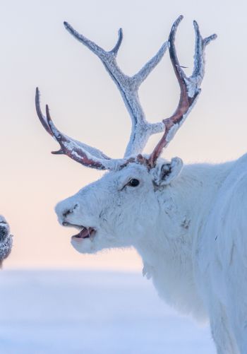 reindeer, white Wallpaper 1668x2388