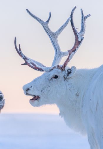 reindeer, white Wallpaper 1640x2360