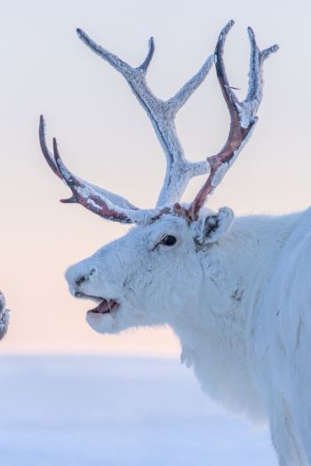 reindeer, white Wallpaper 640x960