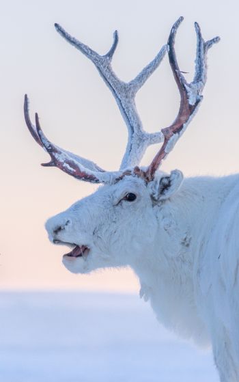 reindeer, white Wallpaper 1752x2800