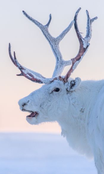 reindeer, white Wallpaper 1200x2000