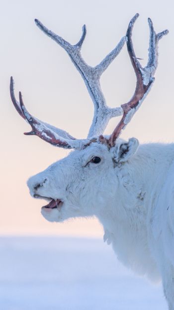 reindeer, white Wallpaper 640x1136