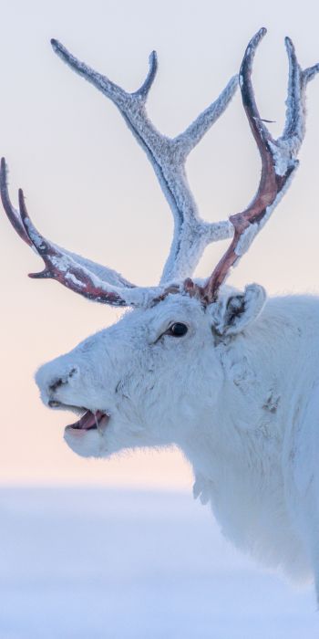 reindeer, white Wallpaper 720x1440