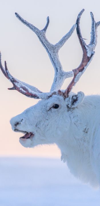 reindeer, white Wallpaper 1080x2220