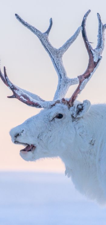 reindeer, white Wallpaper 1080x2280