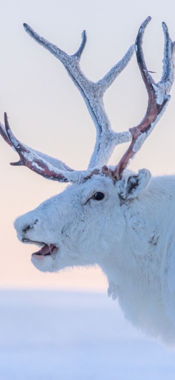 reindeer, white Wallpaper 1242x2688