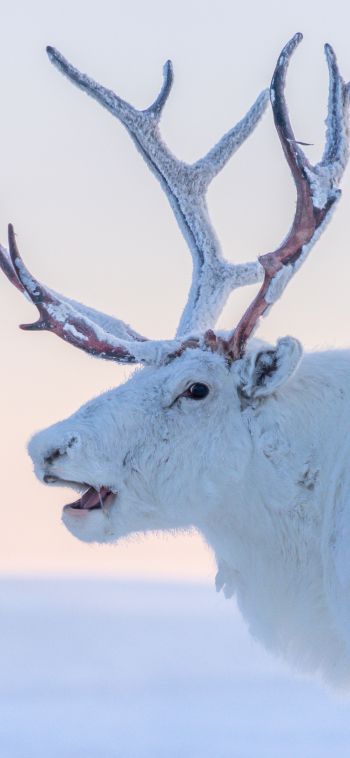 reindeer, white Wallpaper 1080x2340