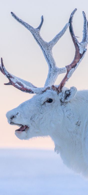 reindeer, white Wallpaper 720x1600