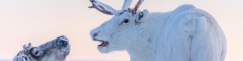 reindeer, white Wallpaper 1590x400