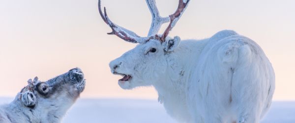 reindeer, white Wallpaper 3440x1440