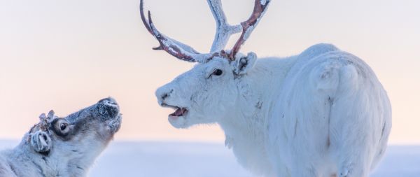 reindeer, white Wallpaper 2560x1080