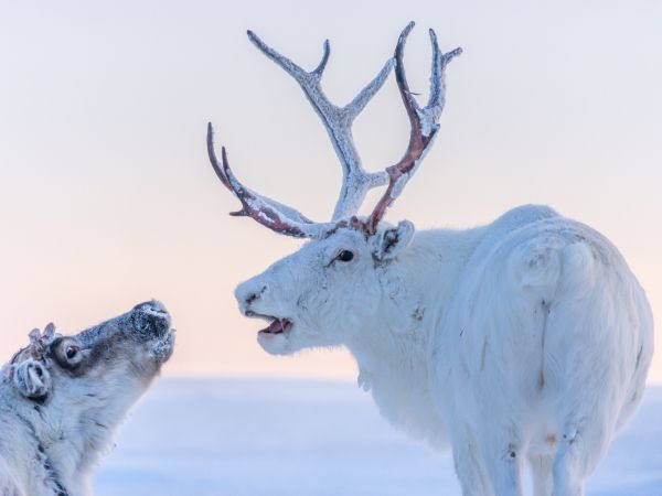 reindeer, white Wallpaper 1024x768