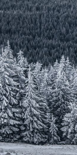 snow forest, spruce Wallpaper 720x1440