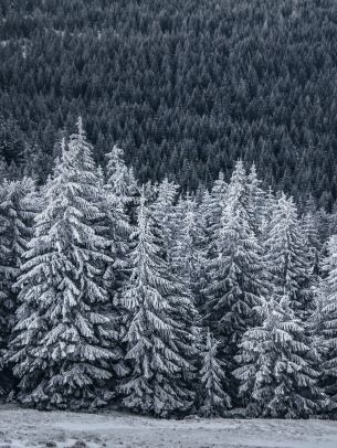 snow forest, spruce Wallpaper 2048x2732