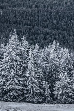 snow forest, spruce Wallpaper 640x960