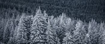 snow forest, spruce Wallpaper 3440x1440