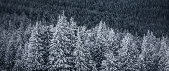 snow forest, spruce Wallpaper 2560x1080