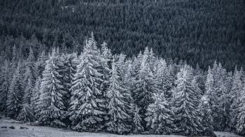 Обои 1600x900 снежный лес, ель